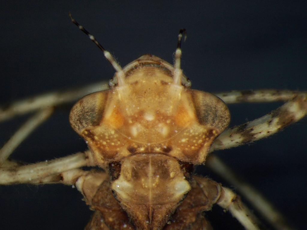 Platycnemis pennipes